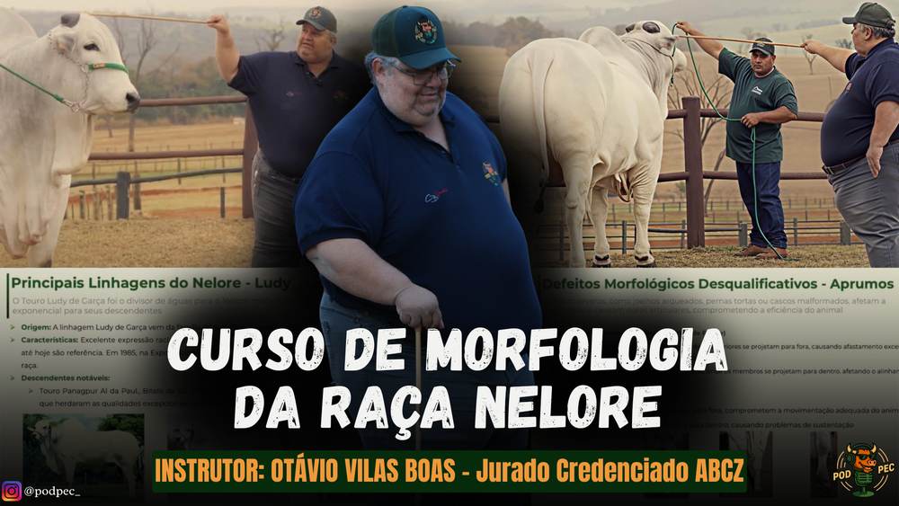 Abertura do curso de morfologia da raça Nelore